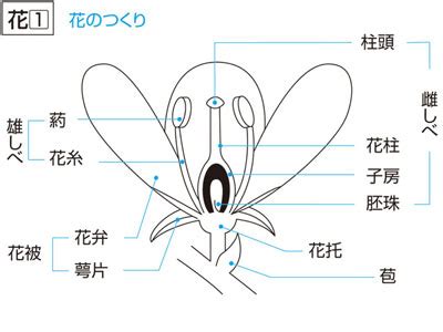 葬法|葬法（そうほう）とは？ 意味・読み方・使い方をわかりやすく。